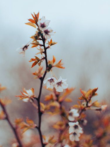 Beruhigende Frühlingsblüte