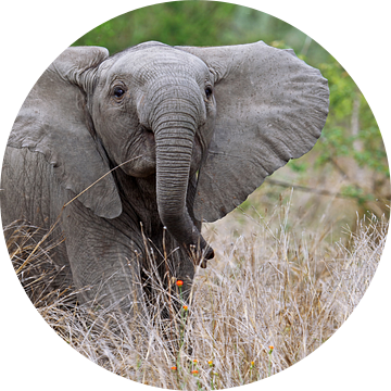 Jonge olifant in het gras - Wilde dieren in Afrika van W. Woyke