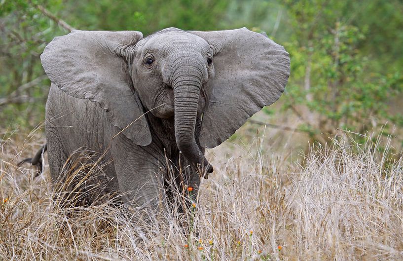 Junger Elefant im Gras - Afrika wildlife sur W. Woyke