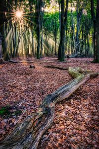 Sonnenaufgang im Speulderbos