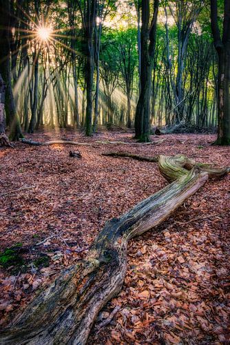 Zonsopkomst in het Speulderbos