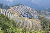 Sa Pa terraces by Anne Zwagers thumbnail