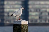 Meeuw op strandpaal von Kim de Been Miniaturansicht