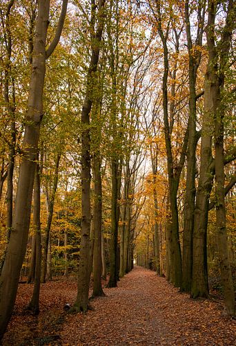 Betoverend herfstbos in warme tinten