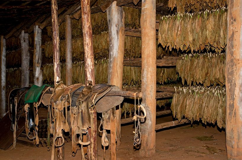 Tabakscheune in Vinales, Kuba von Margot van den Berg