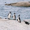 Pinguïns bij Boulders Beach, Zuid-Afrika van Suzanne Spijkers