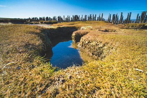Waddenzee kwelder landschap bij Moddergat
