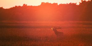 Burlend edelhert in de ondergaande zon