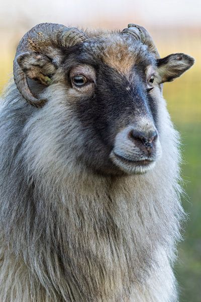 Drents Heideschaap by Marieke Deinum