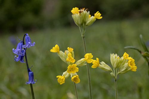 wildflowers Primula veris Hyacinthoides non-scripta and wild hyacinth golden primrose