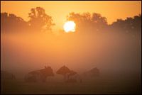Dutch Cows in sunrise