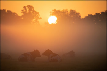Dutch Cows in sunrise