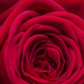 Close up van een rode roos van Arie de Korte