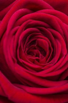 Close up van een rode roos van Arie de Korte