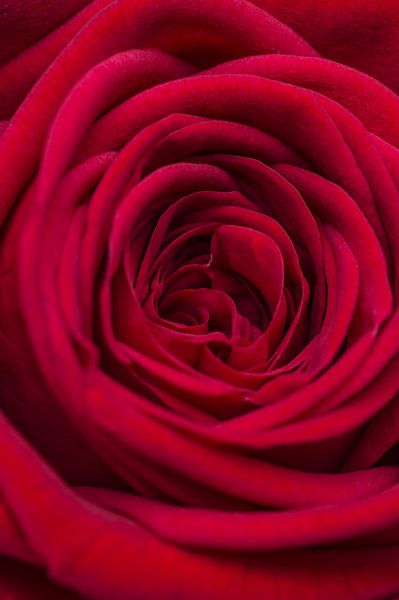 Gros plan, rose rouge par Arie de Korte