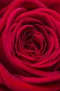 Nahaufnahme von einer rote Rose von Arie de Korte Miniaturansicht
