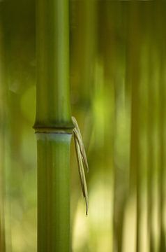 Bambus von hanny bosveld