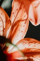 Détail du nénuphar avec rétro-éclairage