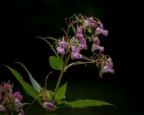 Verborgene Schönheit