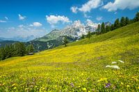 Alpenweide Bischofsmütze