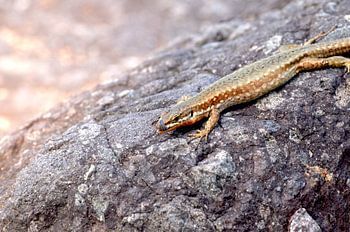 Hagedis 'mmm' lekker