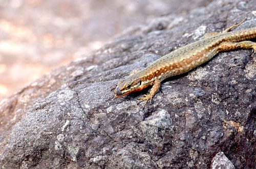 Hagedis 'mmm' lekker