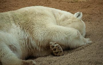 Polar bear by Norman van Schijndel