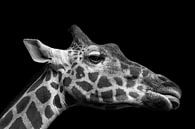 Giraffe van Hermann Greiling thumbnail