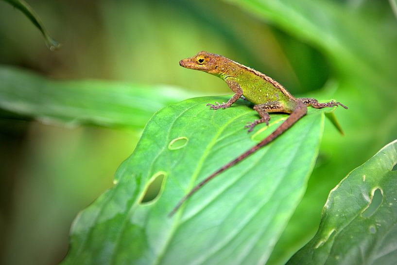 Lézard par Monique Verlouw