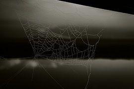 Cobweb by Frenneke van Oers