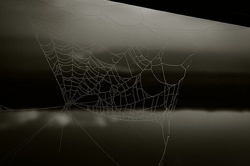 Cobweb