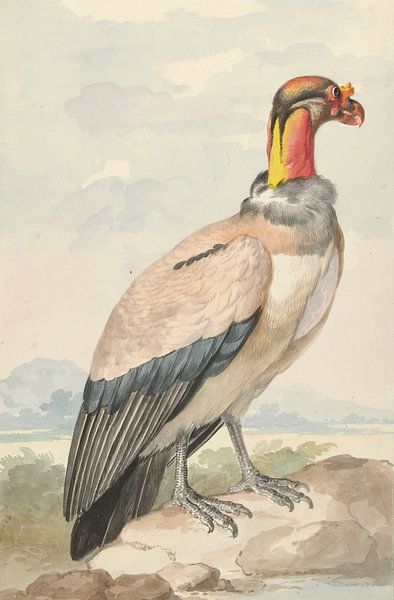 King Vulture (Sarcoramphus daddy), Aert Schouman by Masterful Masters