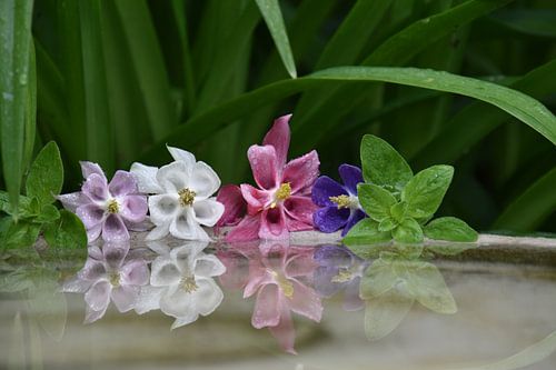 Columbine bloemen in de tuin
