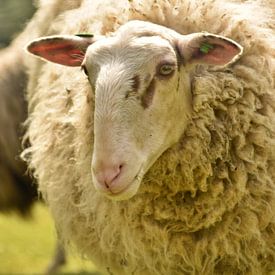 Portrait de mouton sur Shutterbalance