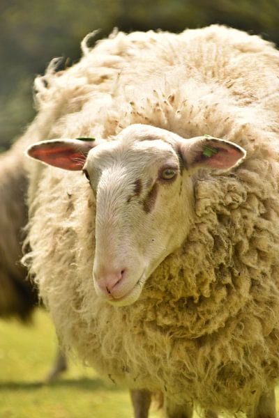 Schaap portret van Shutterbalance