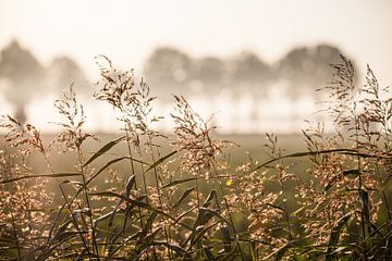 Golden hour in autumn by Anton van Hoek