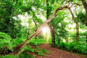 Wageningen forest by Dennis van de Water