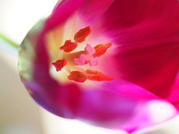 Roze tulp van Hester van den Hoek