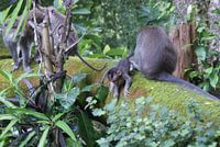 Aawh! A baby monkey!