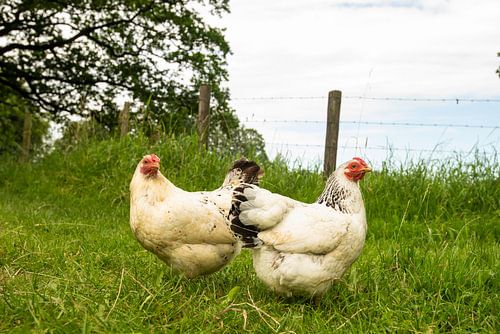 Chickens and rooster in nature