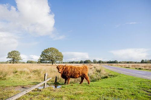 Scottish highlander in Drenthe