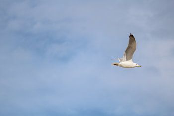 Möwe Vorbeiflug