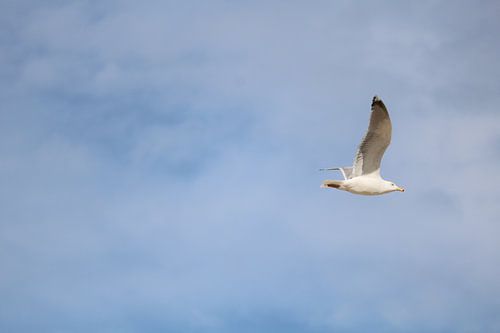 A seagull flying past