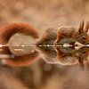 squirrel with mirror image by gea strucks