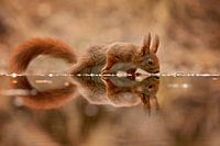 eekhoorn met spiegelbeeld