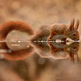 squirrel with mirror image