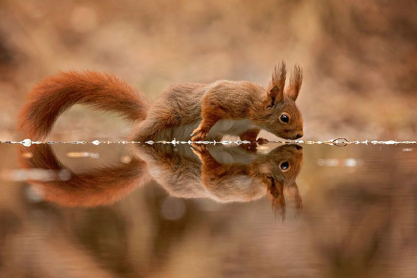 eekhoorn met spiegelbeeld van gea strucks