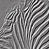 zèbre en noir et blanc sur Jan Fritz