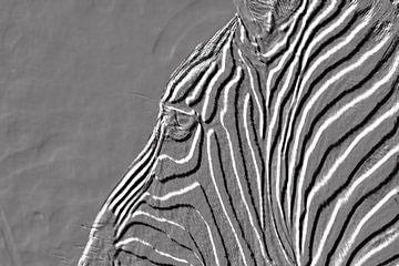 zebra in zwartwit van Jan Fritz