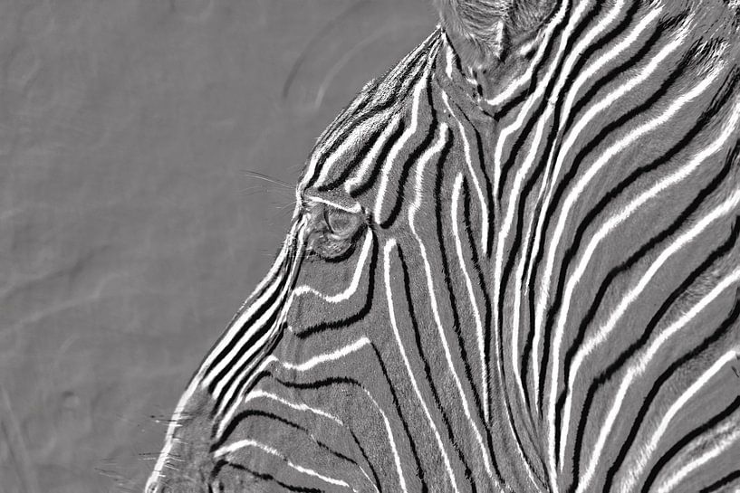 Zebra in Schwarz und Weiß von Jan Fritz